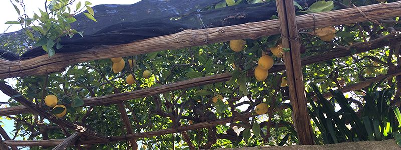Vandra längs citronstigen under citronodlingar på Amalfikusten.